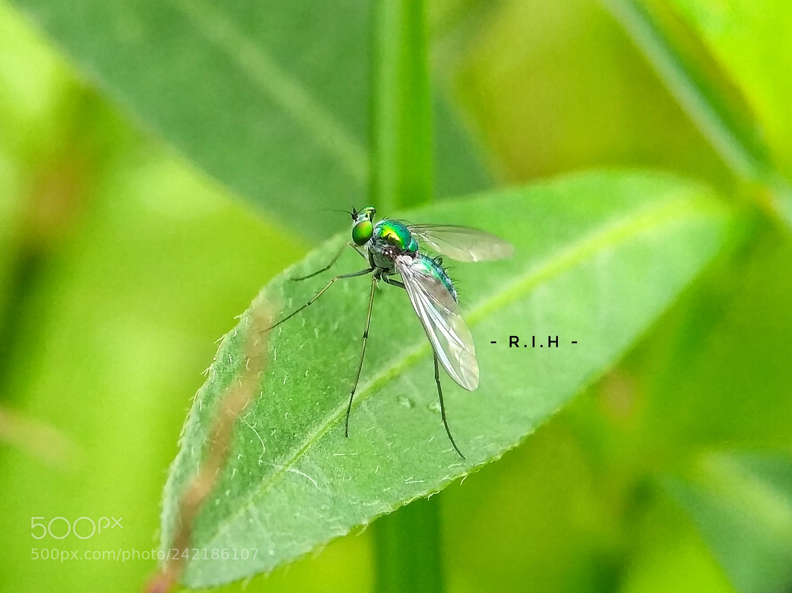 Xiaomi Redmi 3S sample photo. Untitled photography