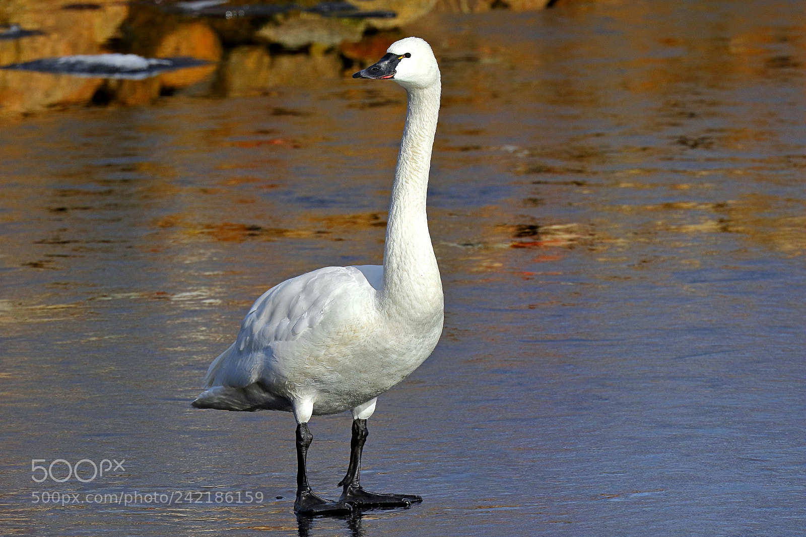 Canon EOS 7D Mark II sample photo. What are you looking photography