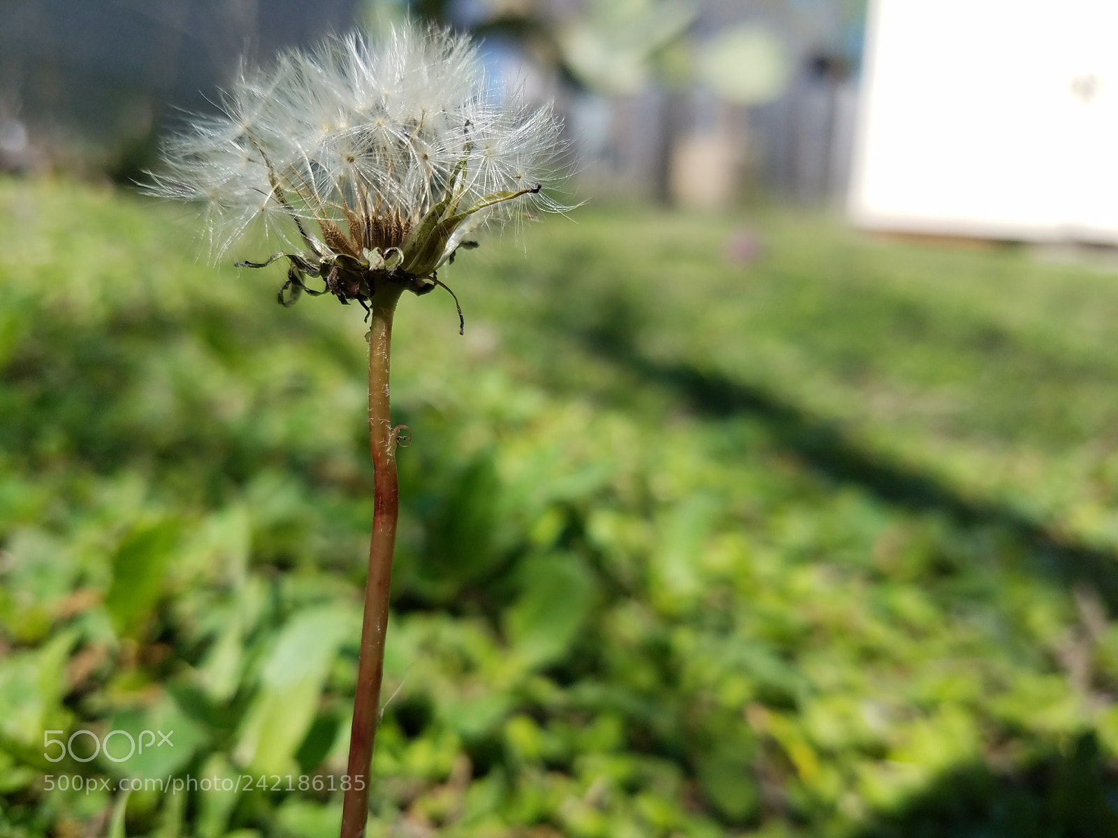 Samsung Galaxy S7 sample photo. Plant in the backyard photography