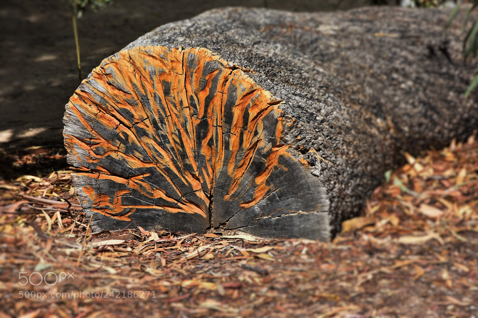 Nikon D3400 sample photo. Patterns photography