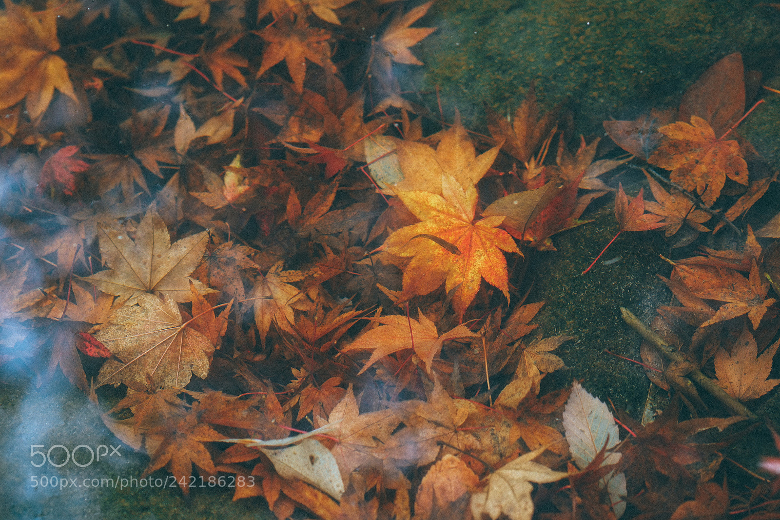 Olympus OM-D E-M10 III sample photo. 紅葉與魚｜japan photography