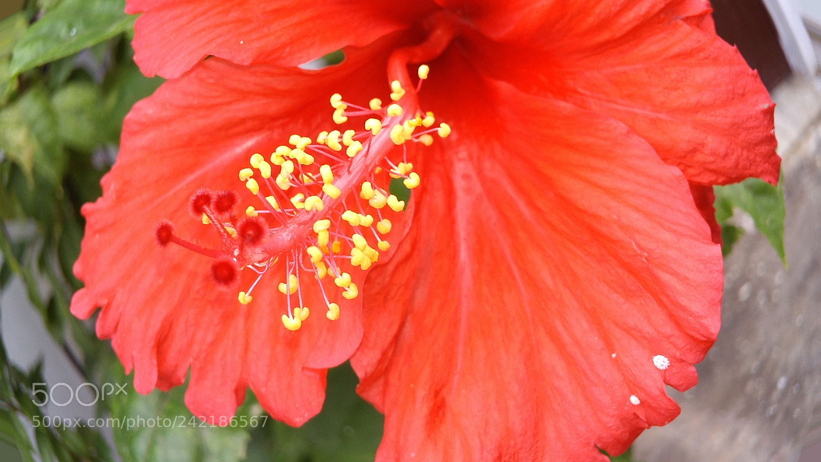 Xiaomi Redmi 4A sample photo. Hibiscus flower photography
