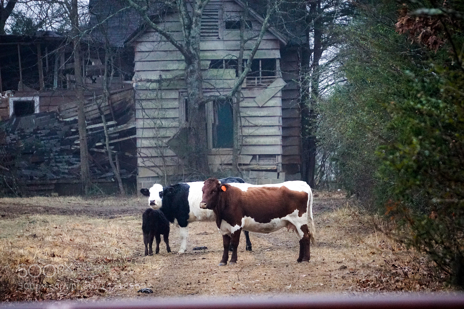 Sony a6000 sample photo. Cows at home photography