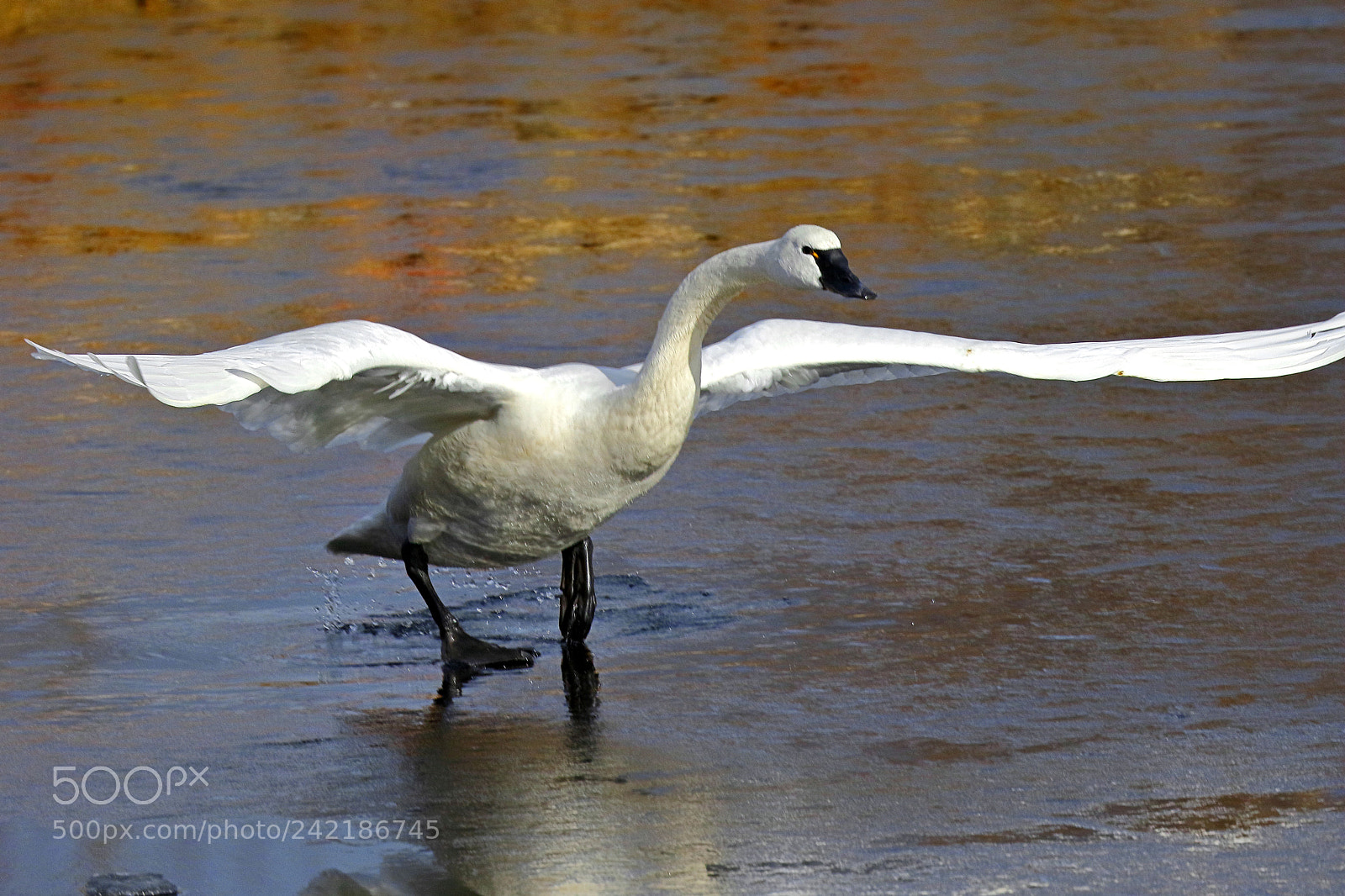 Canon EOS 7D Mark II sample photo. Preparing for takeoff photography