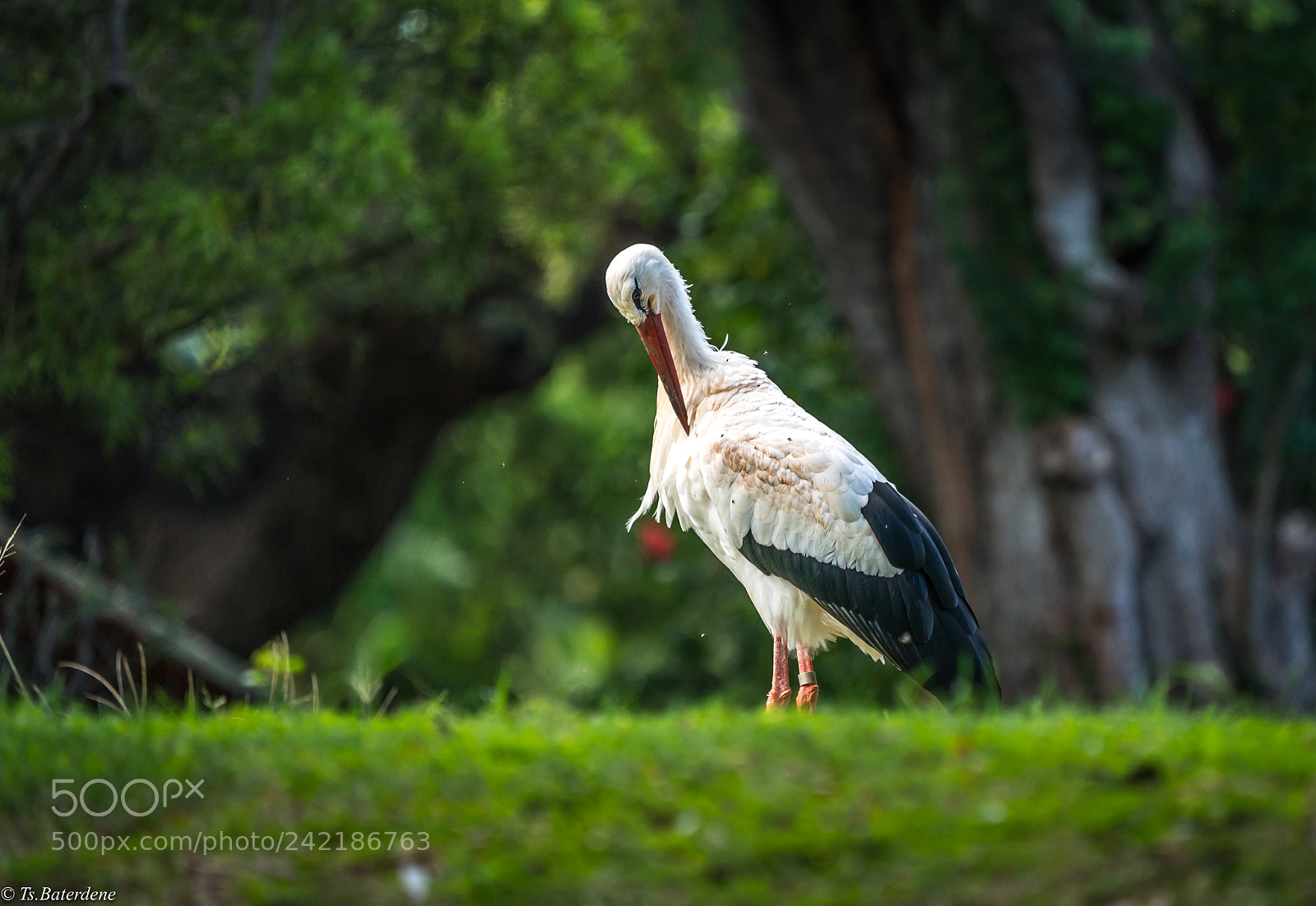 Sony a9 sample photo. Bird. hawai photography