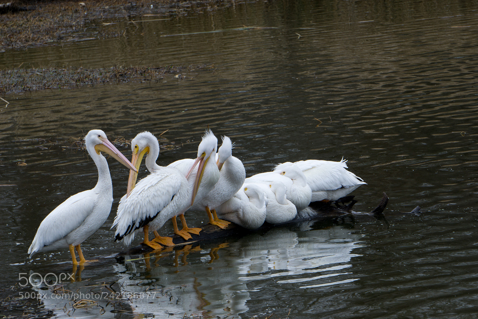 Sony a6000 sample photo. Pelicans photography