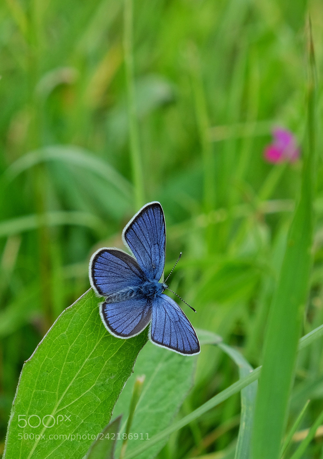 Fujifilm X-T1 sample photo. 'blue' photography