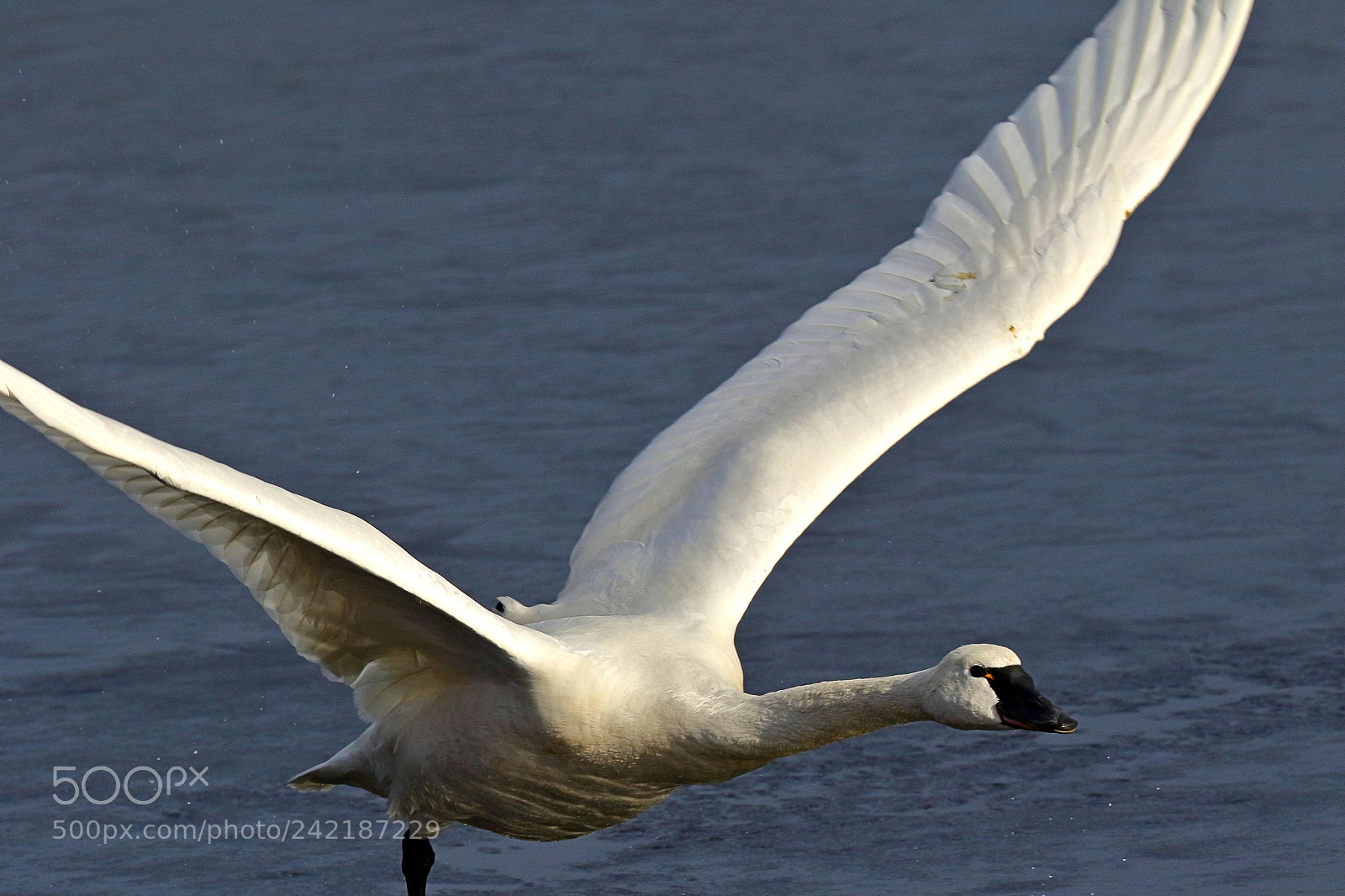 Canon EOS 7D Mark II sample photo. Swan flight photography