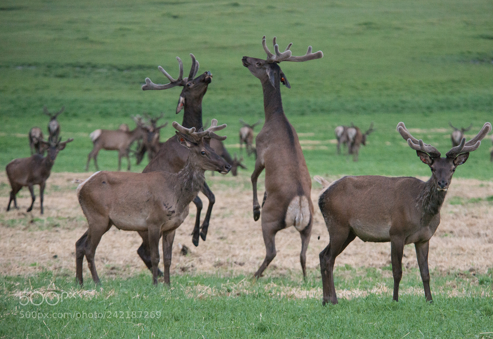 Nikon D800E sample photo. Maral of the altai photography
