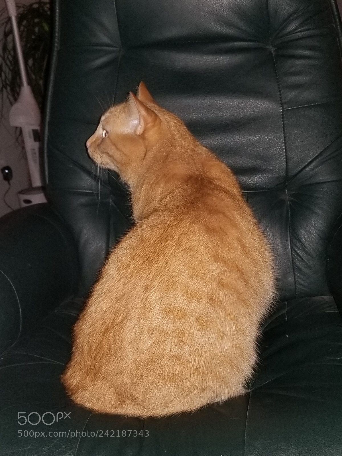 Samsung Galaxy S8+ sample photo. Rocky my cat photography