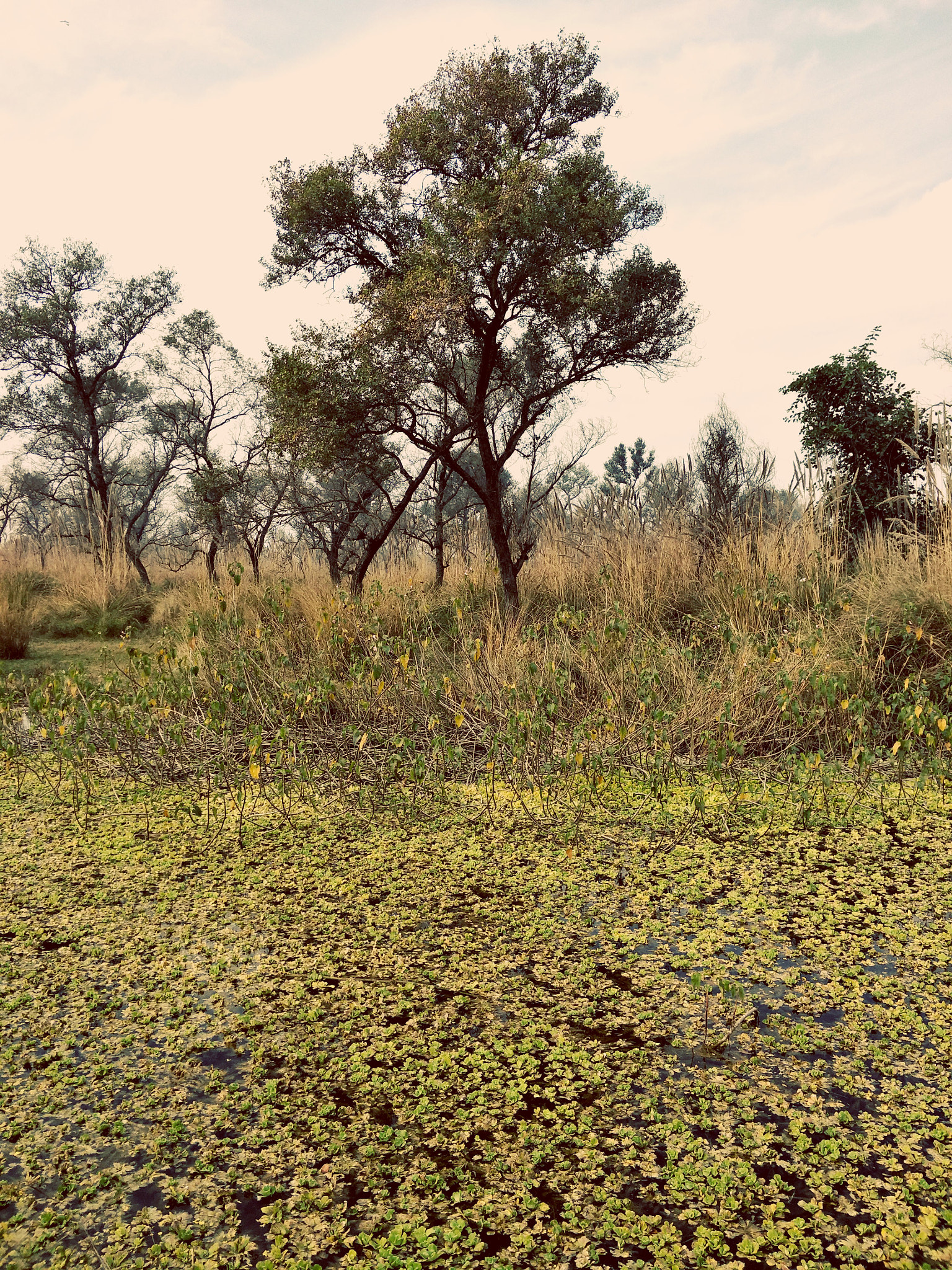 OPPO CPH1613 sample photo. Tree & pond photography