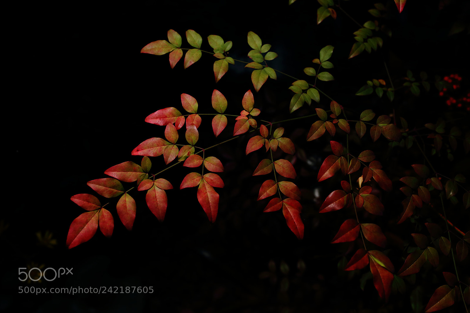 Sigma 35mm F1.4 DG HSM Art sample photo. Nandina photography