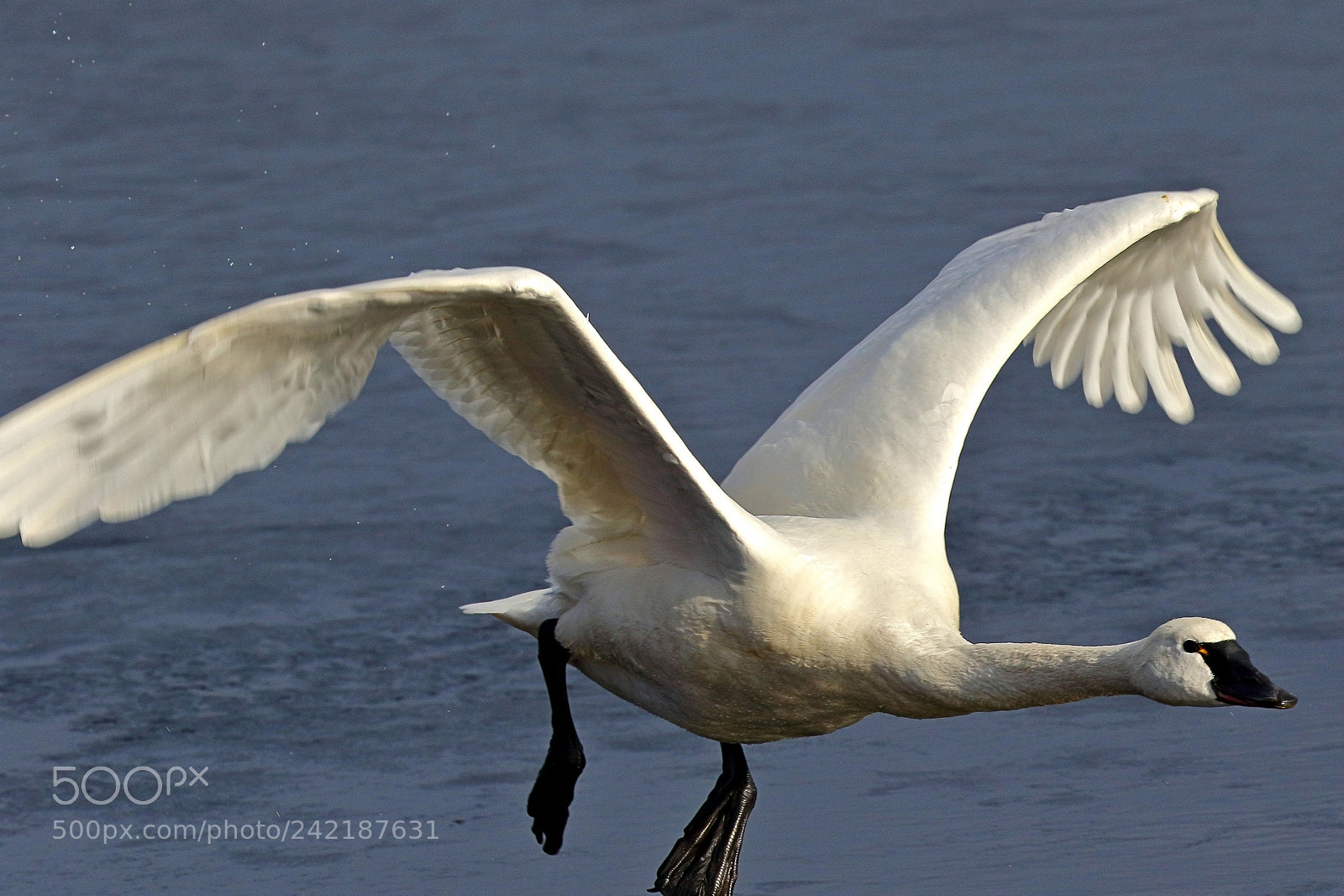 Canon EOS 7D Mark II sample photo. Swan flight ii photography