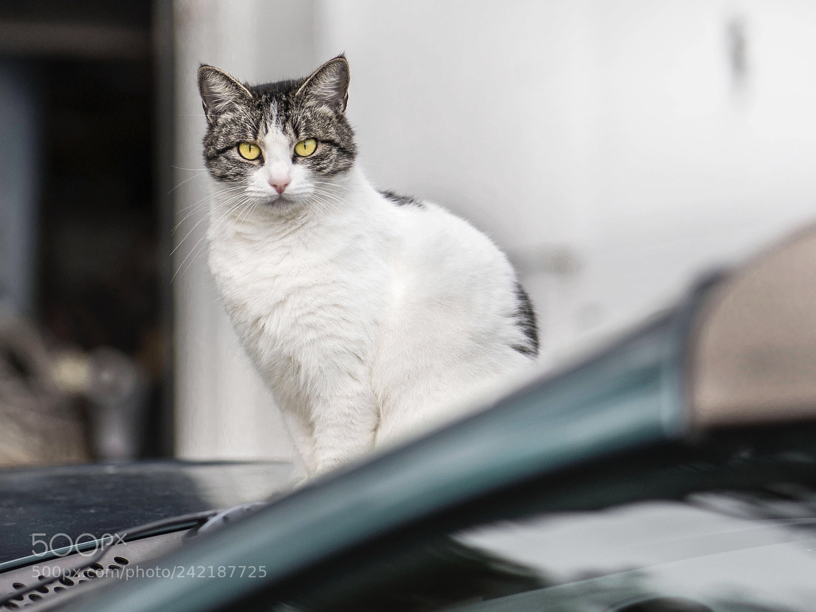 Sony a7R III sample photo. 警戒中 savannah cat photography