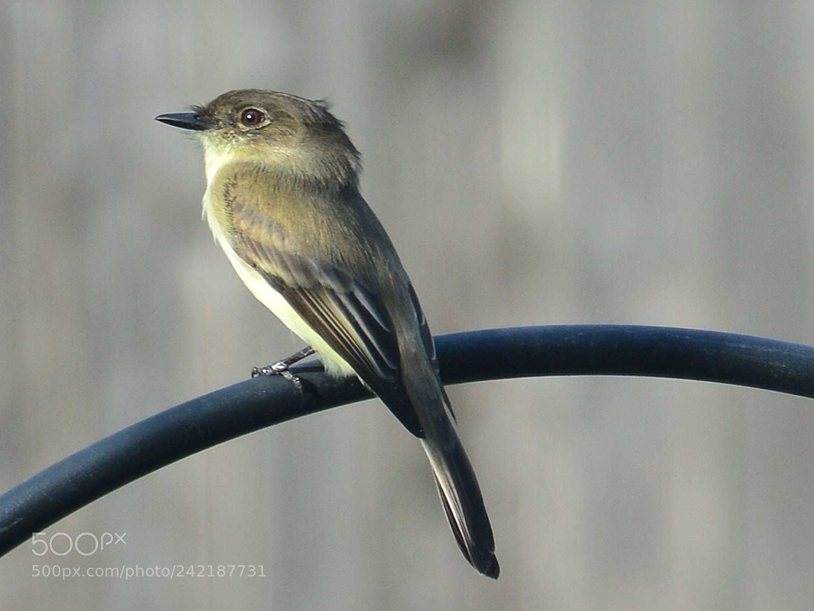 Nikon D7100 sample photo. Pensive bird photography