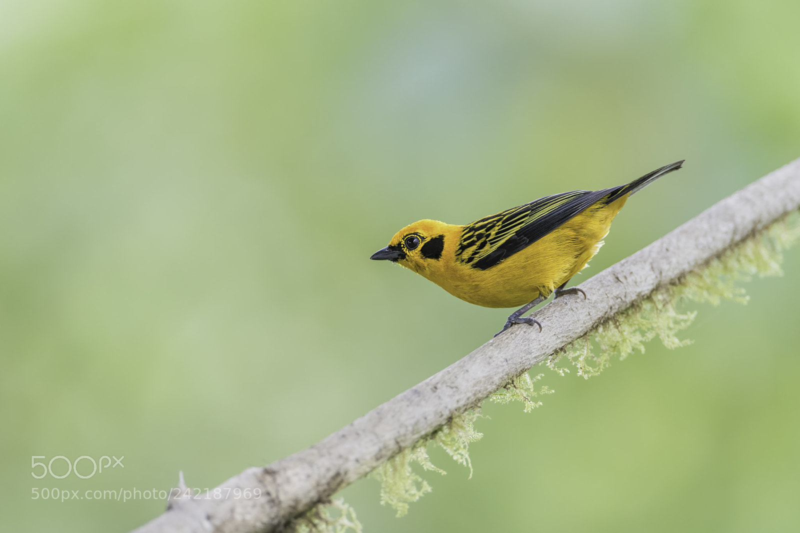 Nikon D850 sample photo. Golden tanager photography