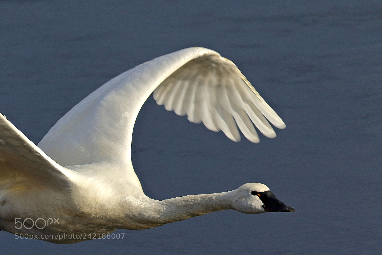 Canon EOS 7D Mark II sample photo. Swan flight iii photography
