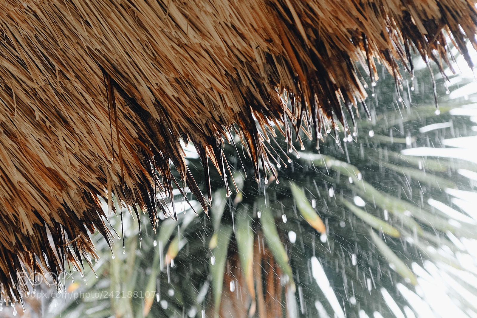 Fujifilm X-T10 sample photo. Rain season photography