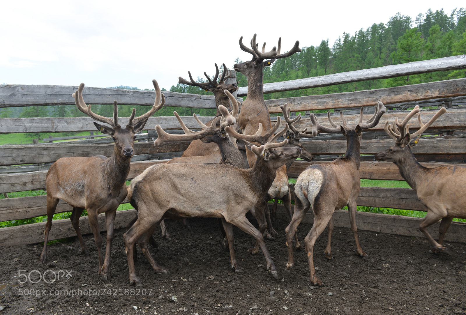 Nikon D800E sample photo. Maral of the altai photography