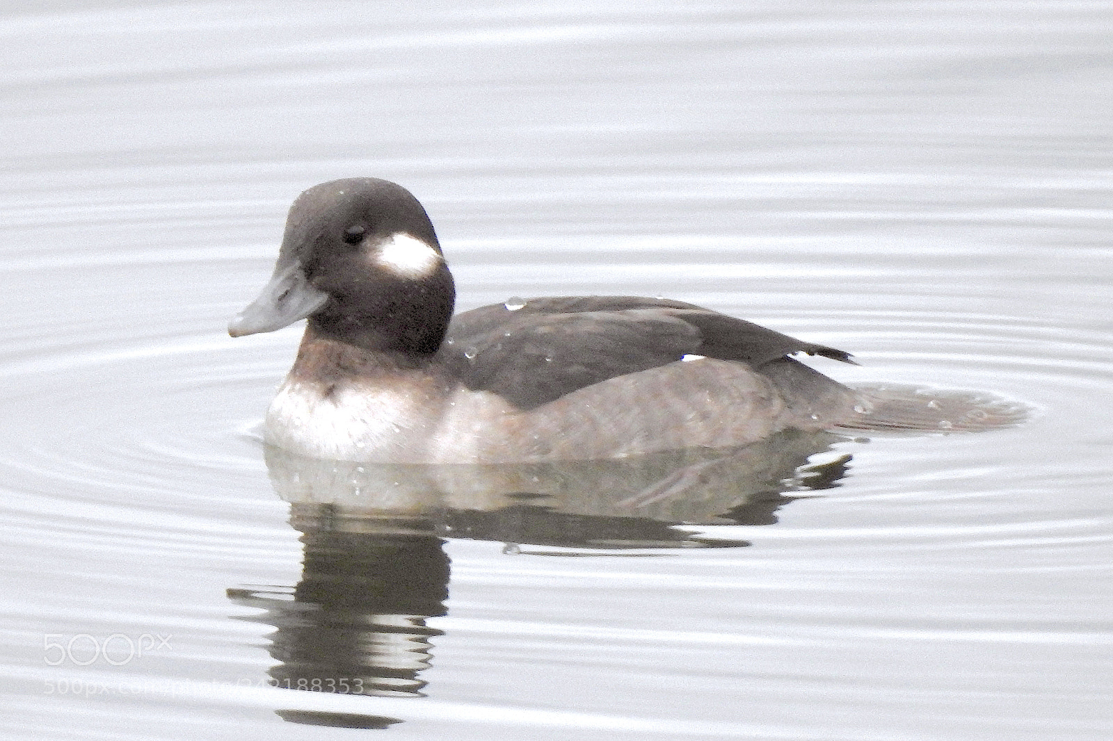 Nikon Coolpix P900 sample photo. Bufflehead photography