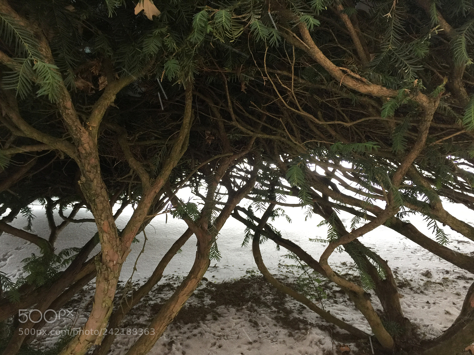 Apple iPhone 6 Plus sample photo. Under the bushes. photography