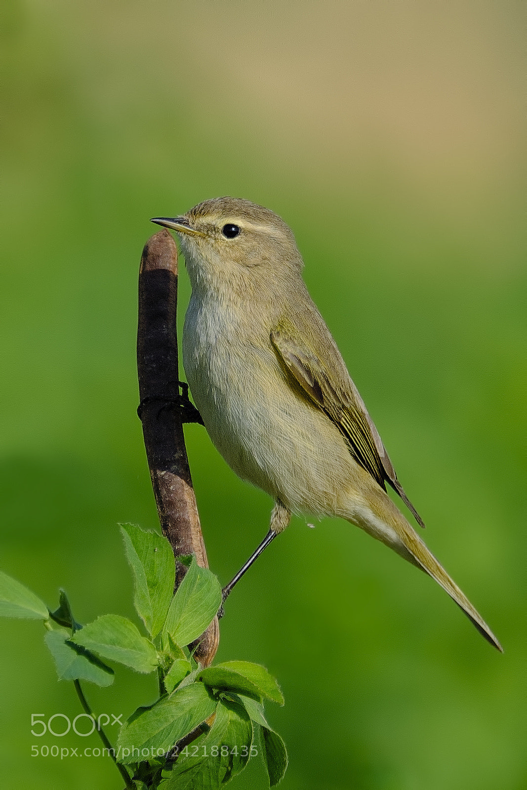 Fujifilm X-T2 sample photo. Common chiffchaff photography