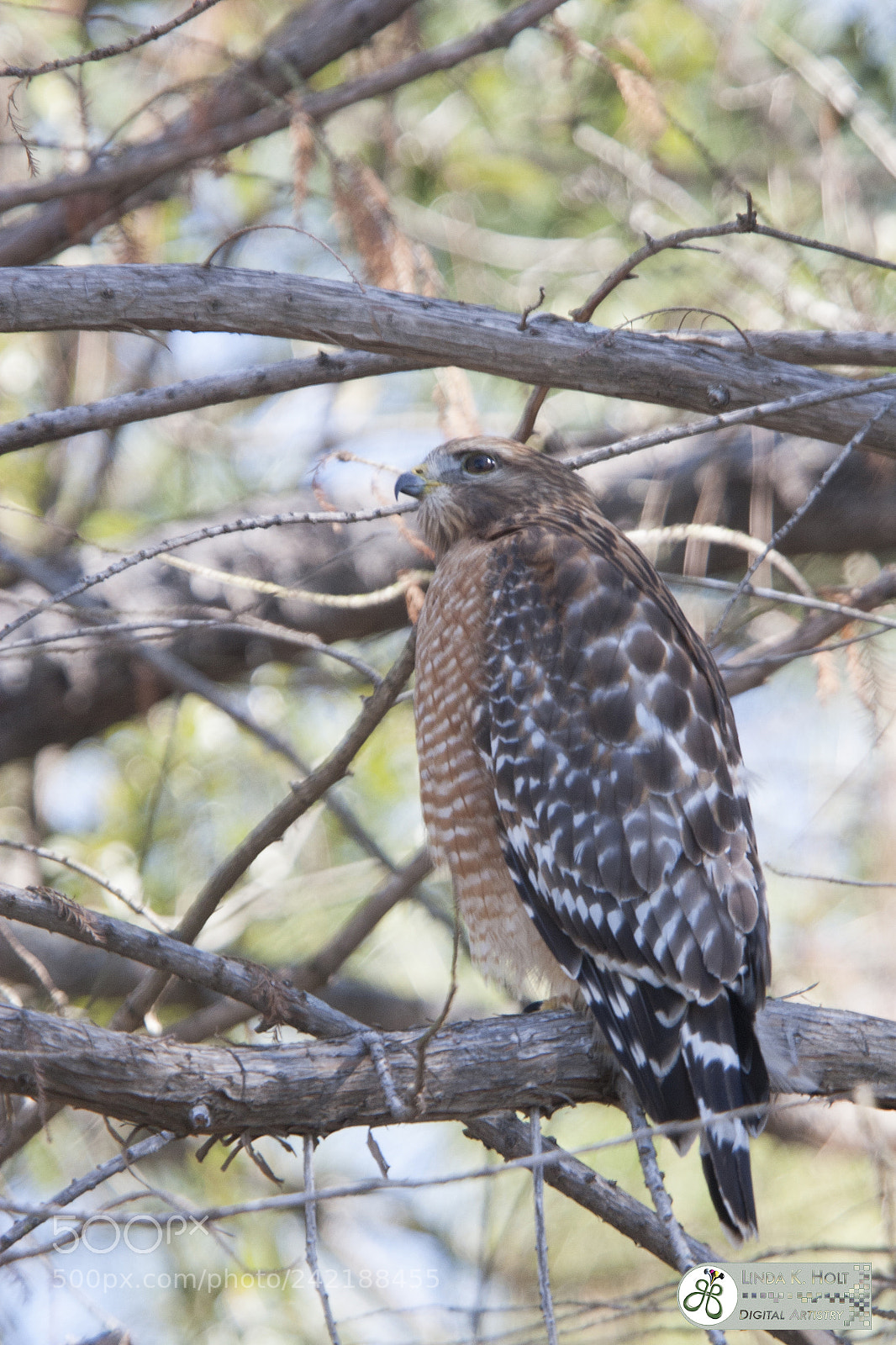 Canon EOS 20D sample photo. Red shouldered hawk photography