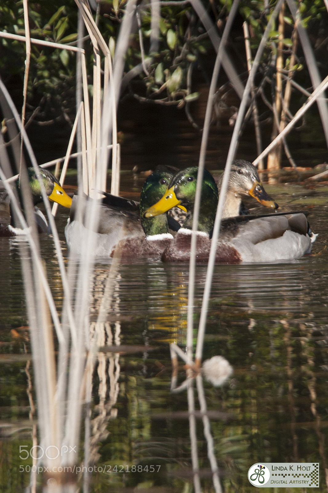 Canon EOS 20D sample photo. Mallards in reeds photography