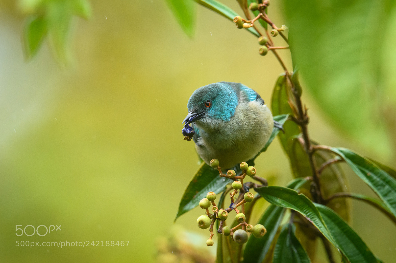 Nikon D850 sample photo. Scarlet thighed dacnis snacking photography