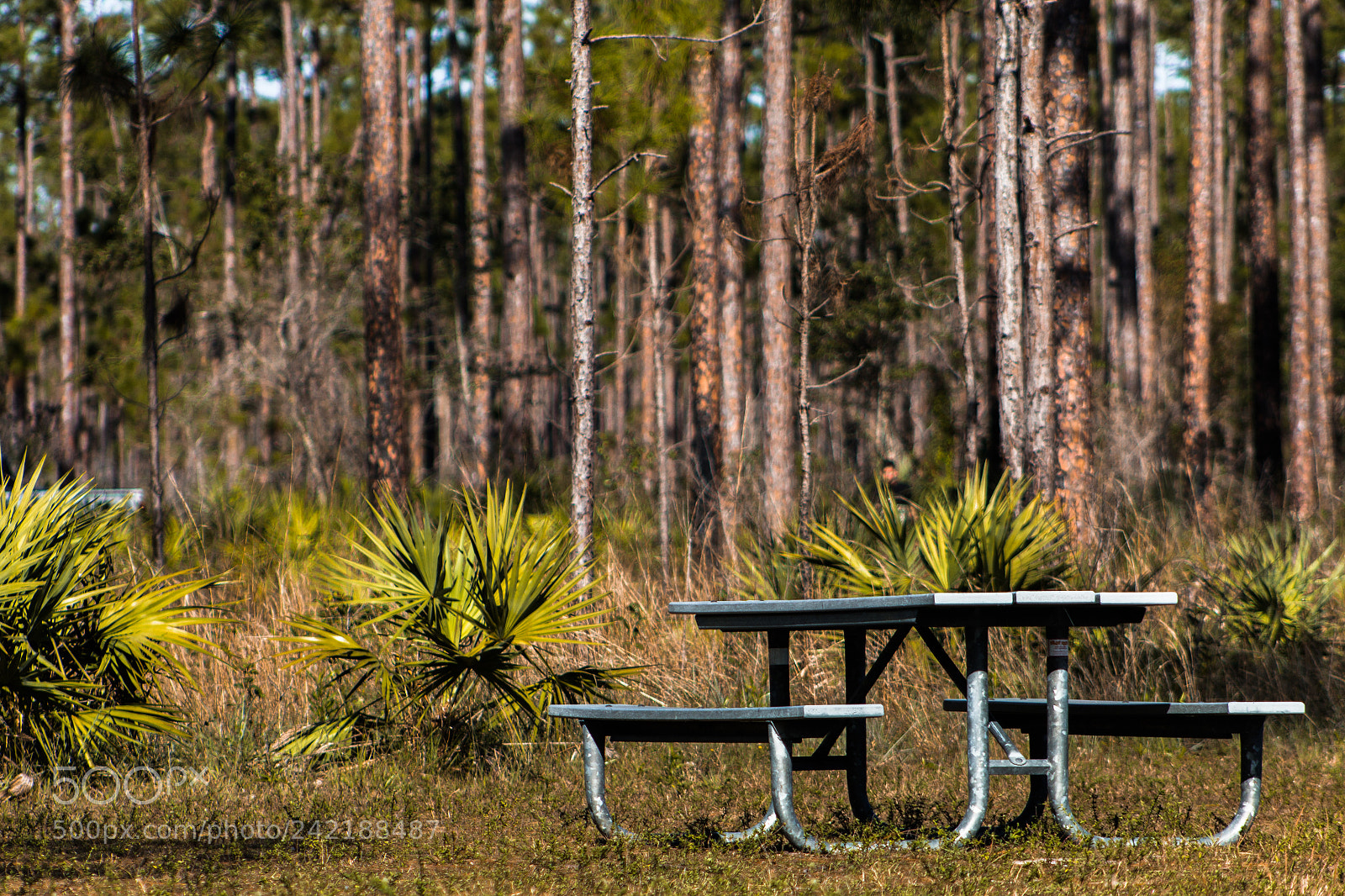 Canon EOS 1300D (EOS Rebel T6 / EOS Kiss X80) sample photo. Peaceful and lonely spot photography