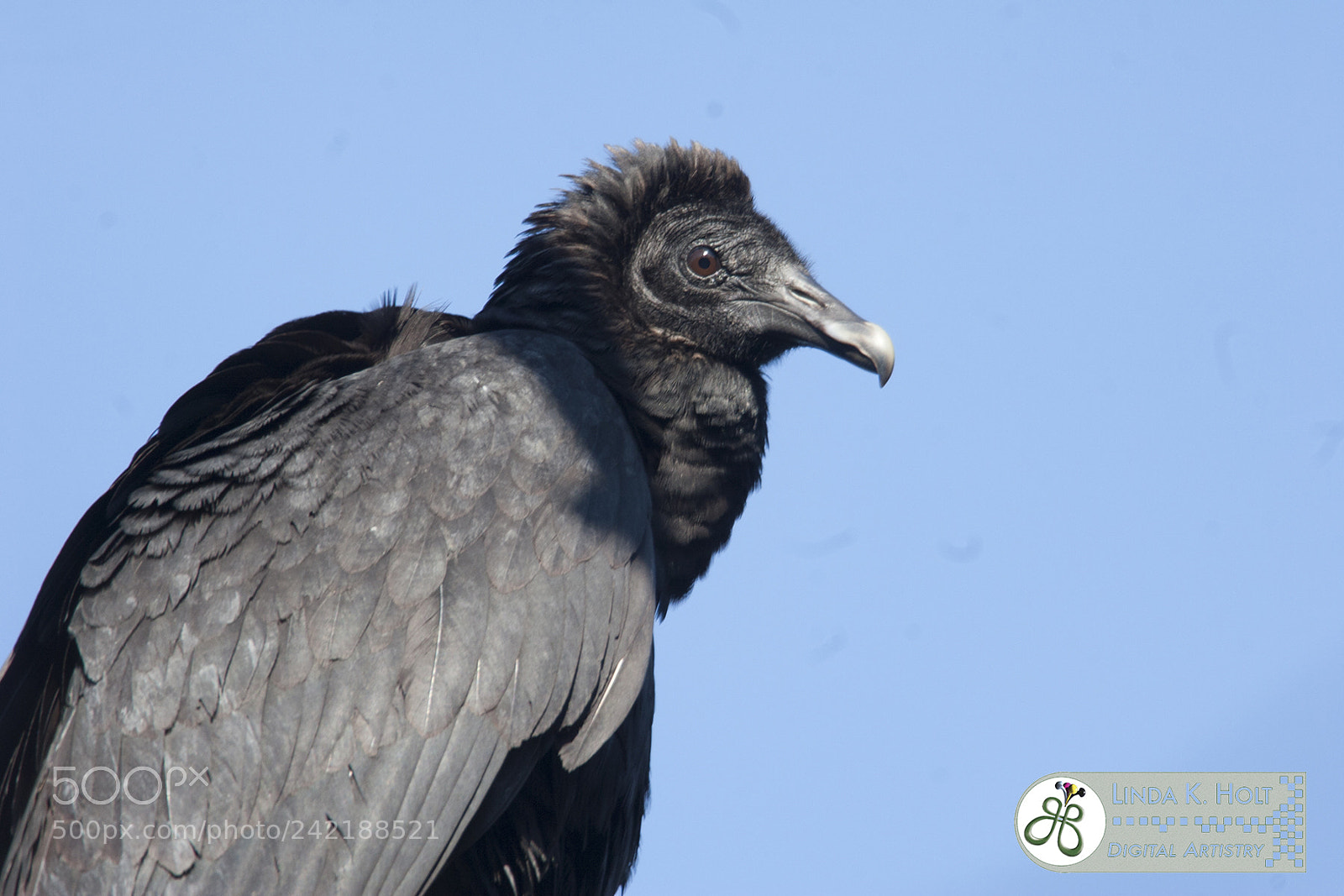 Canon EOS 20D sample photo. Black vulture photography
