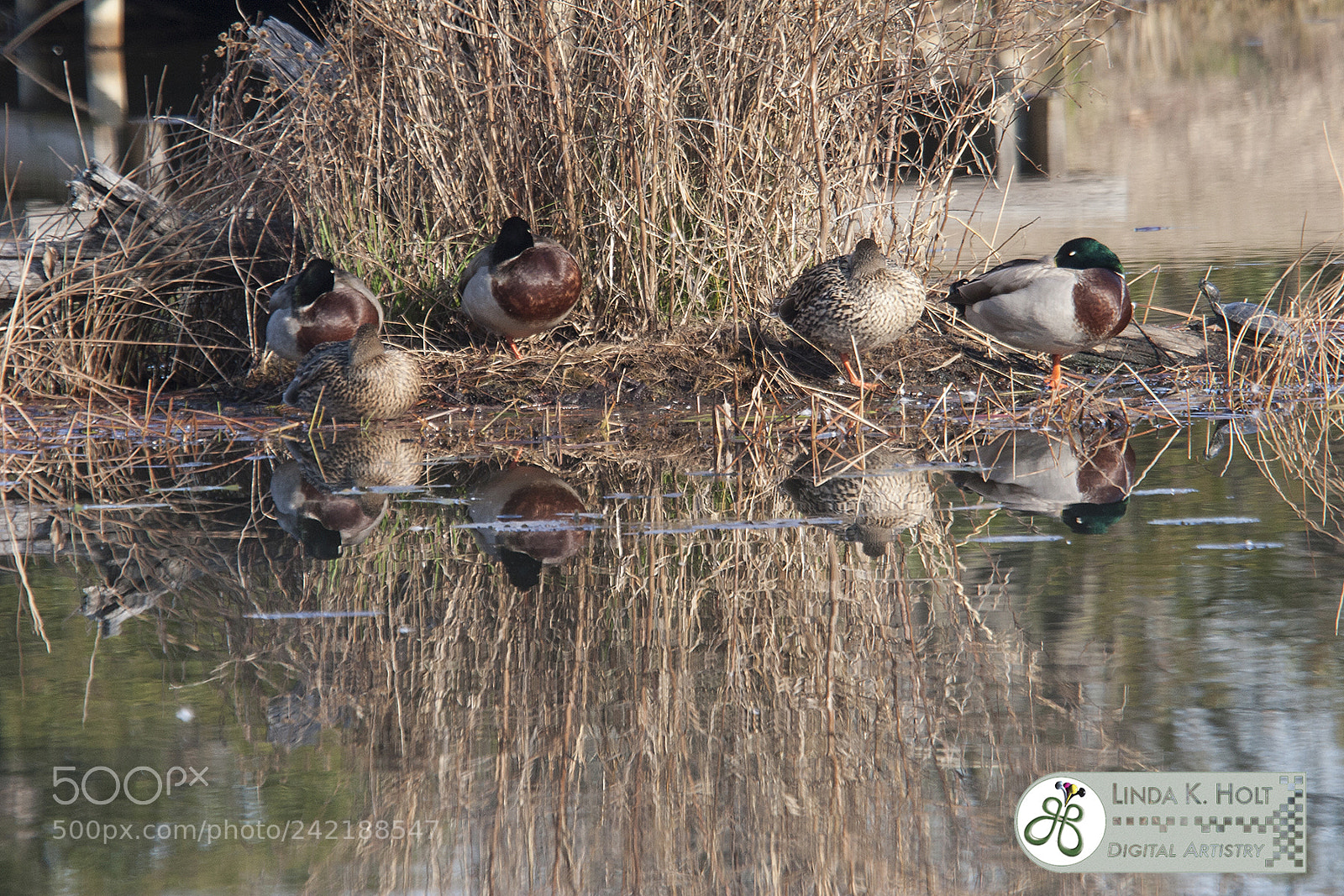 Canon EOS 20D sample photo. Sleeping mallards photography