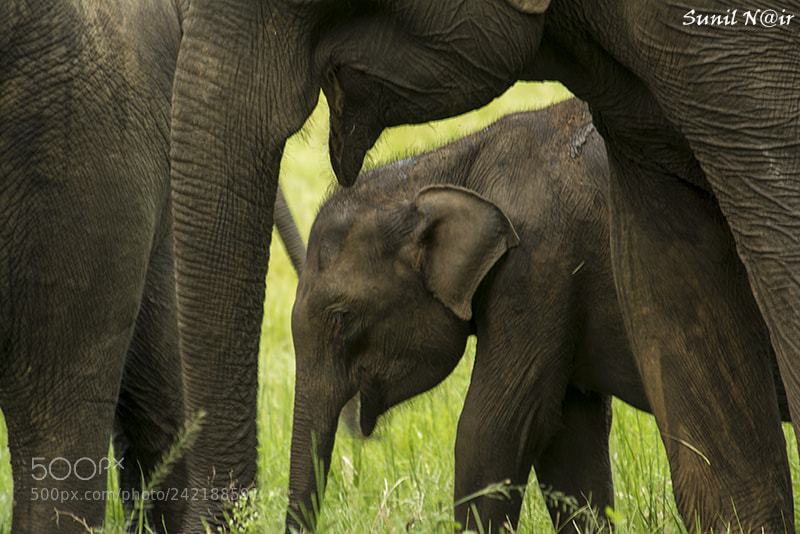 Nikon D7100 sample photo. Mother's love photography