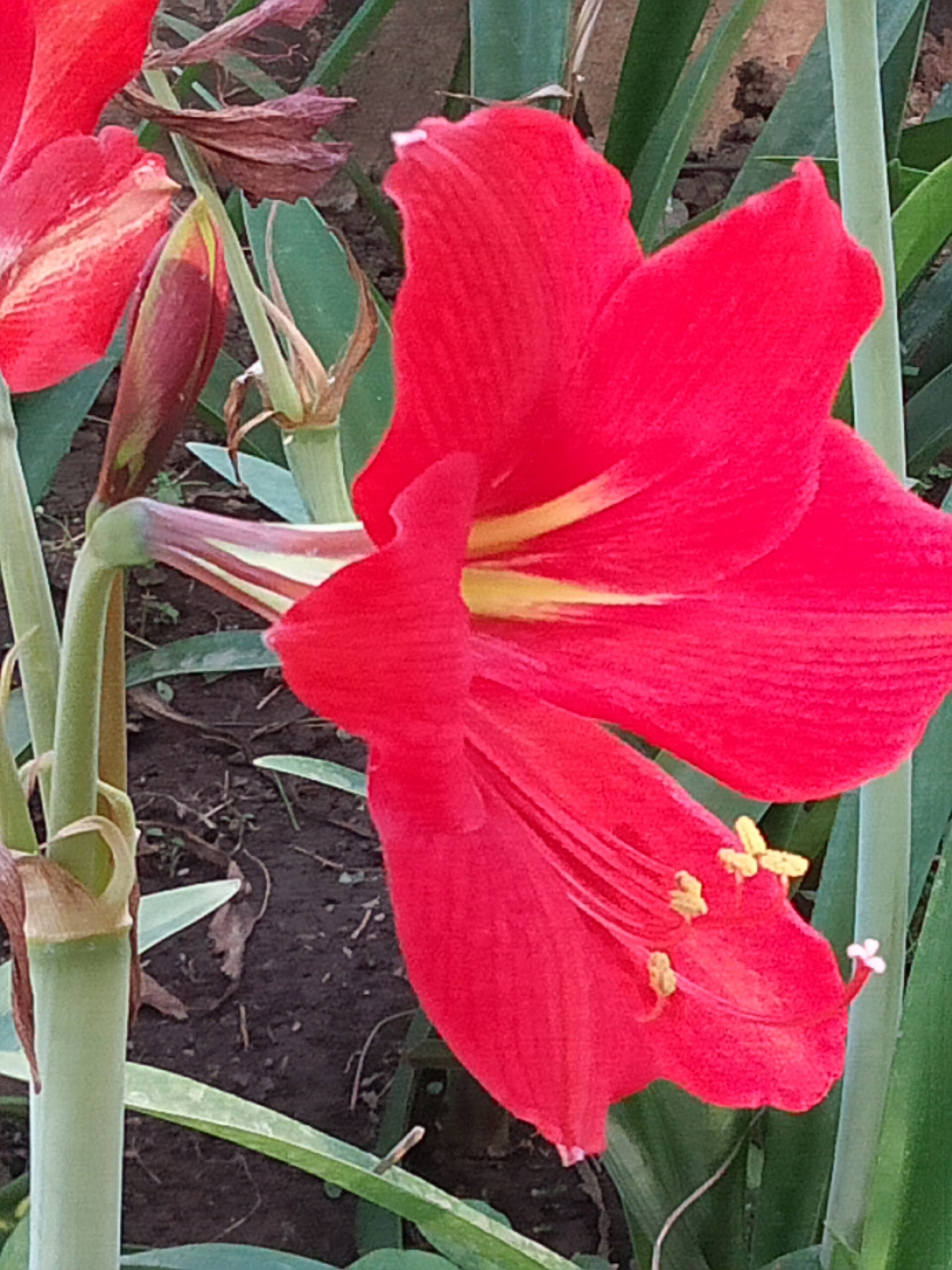 GIONEE F103 Pro sample photo. Red photography