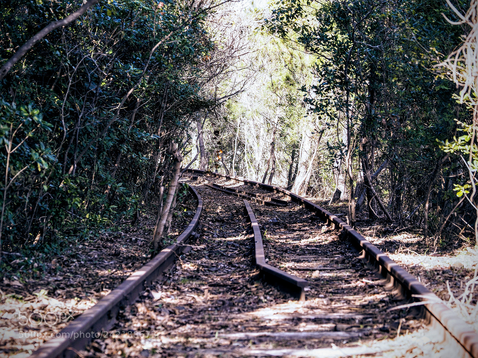 Olympus OM-D E-M10 II sample photo. Railroad tracks photography