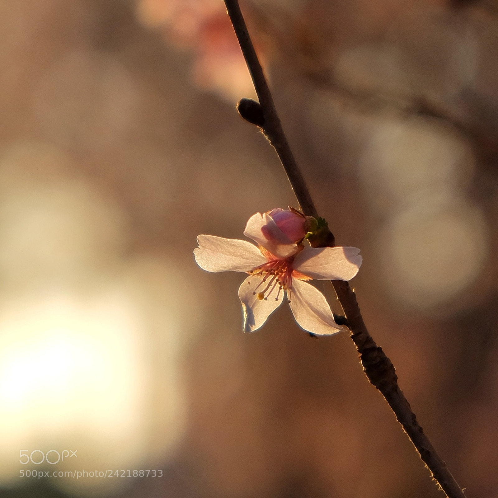 Fujifilm X-T1 sample photo. 'tender photography