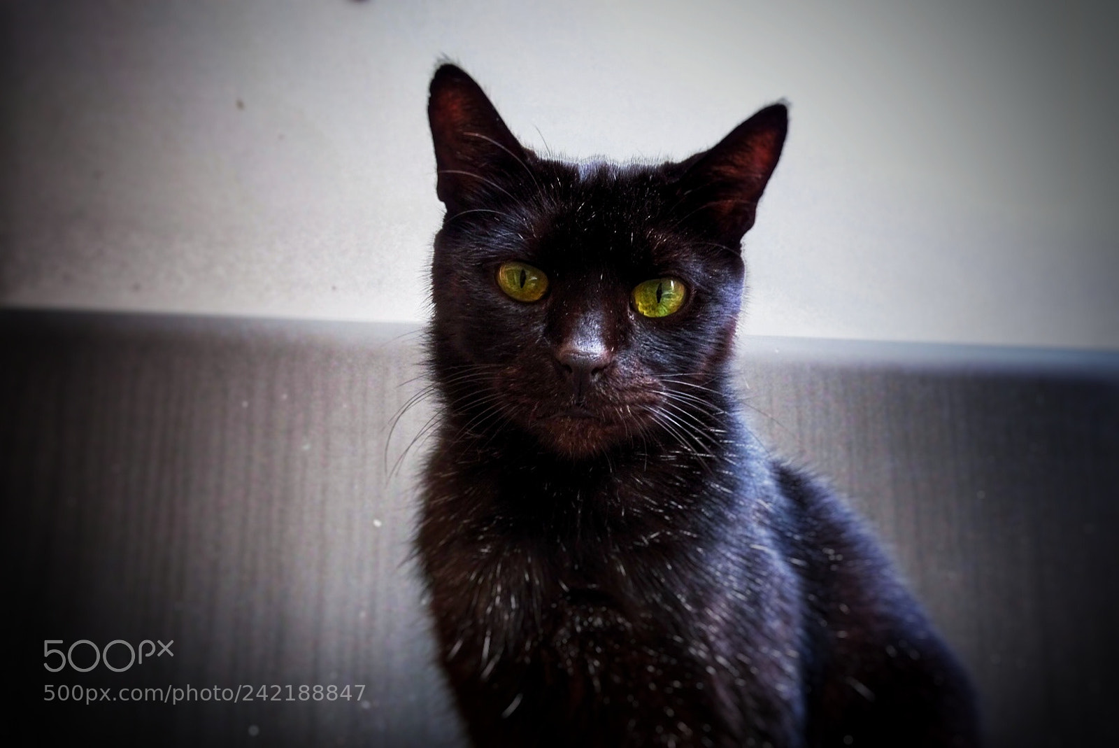 Sony Cyber-shot DSC-HX400V sample photo. Kedi photography