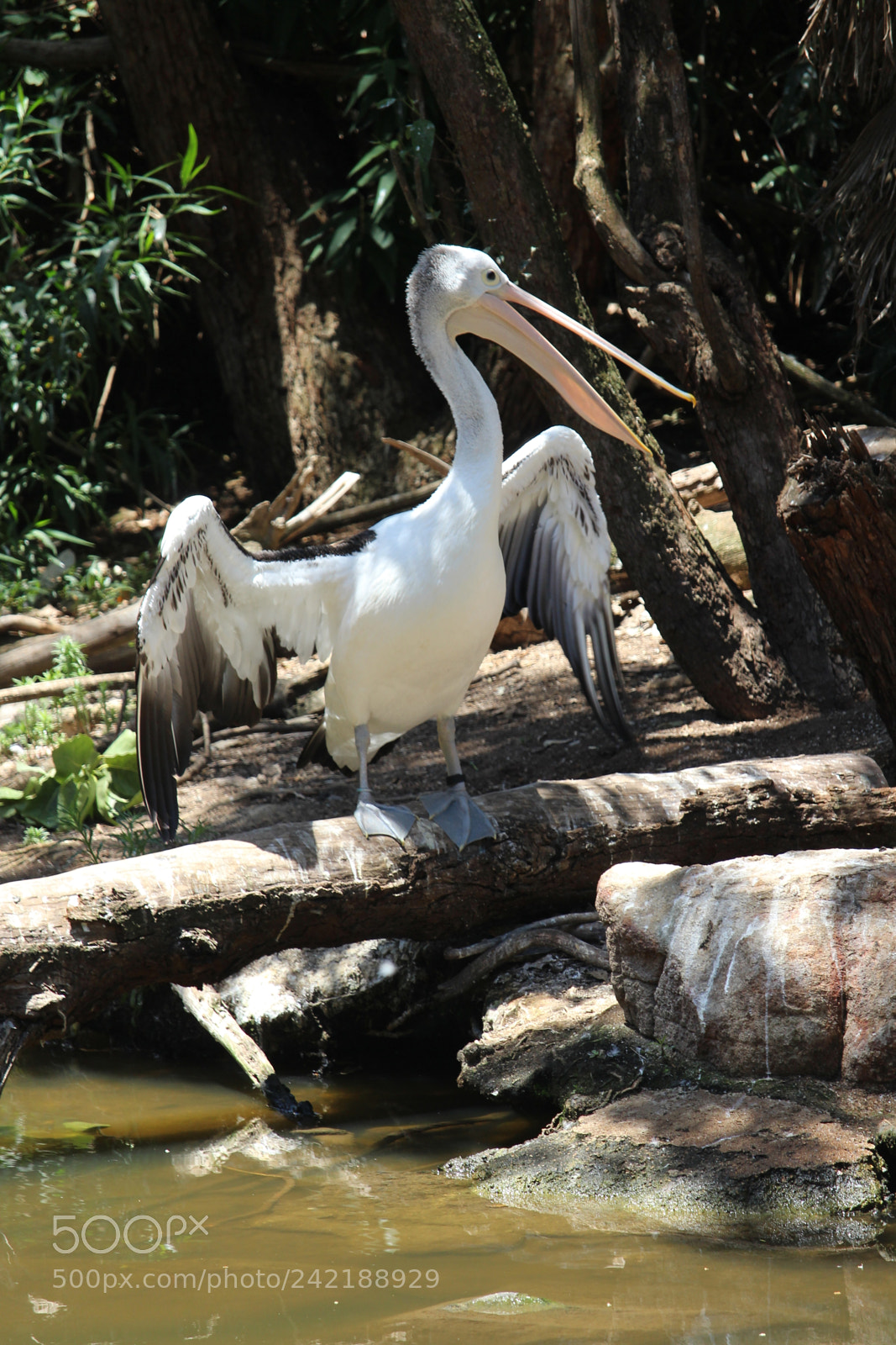 Canon EF-S 55-250mm F4-5.6 IS STM sample photo. An australian pelican spreading photography