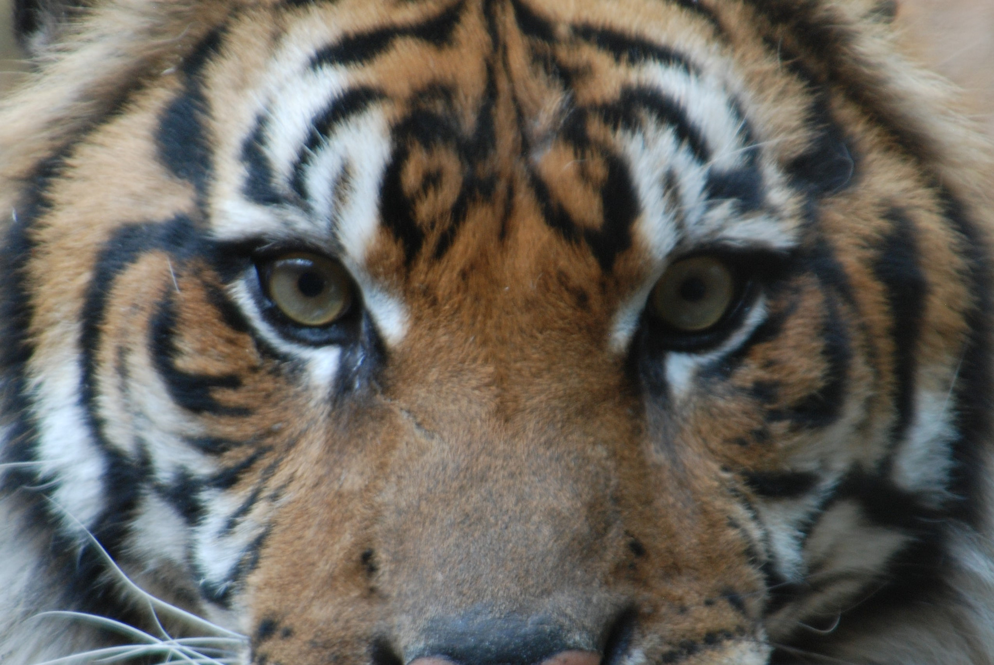 Nikon D80 + Tamron AF 28-300mm F3.5-6.3 XR Di LD Aspherical (IF) Macro sample photo. Tiger stare down photography