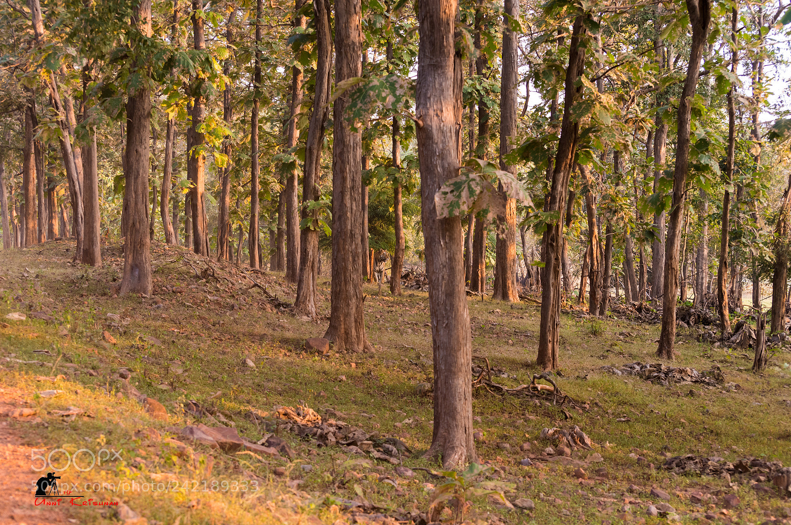 Nikon D5 sample photo. Find the tiger in photography