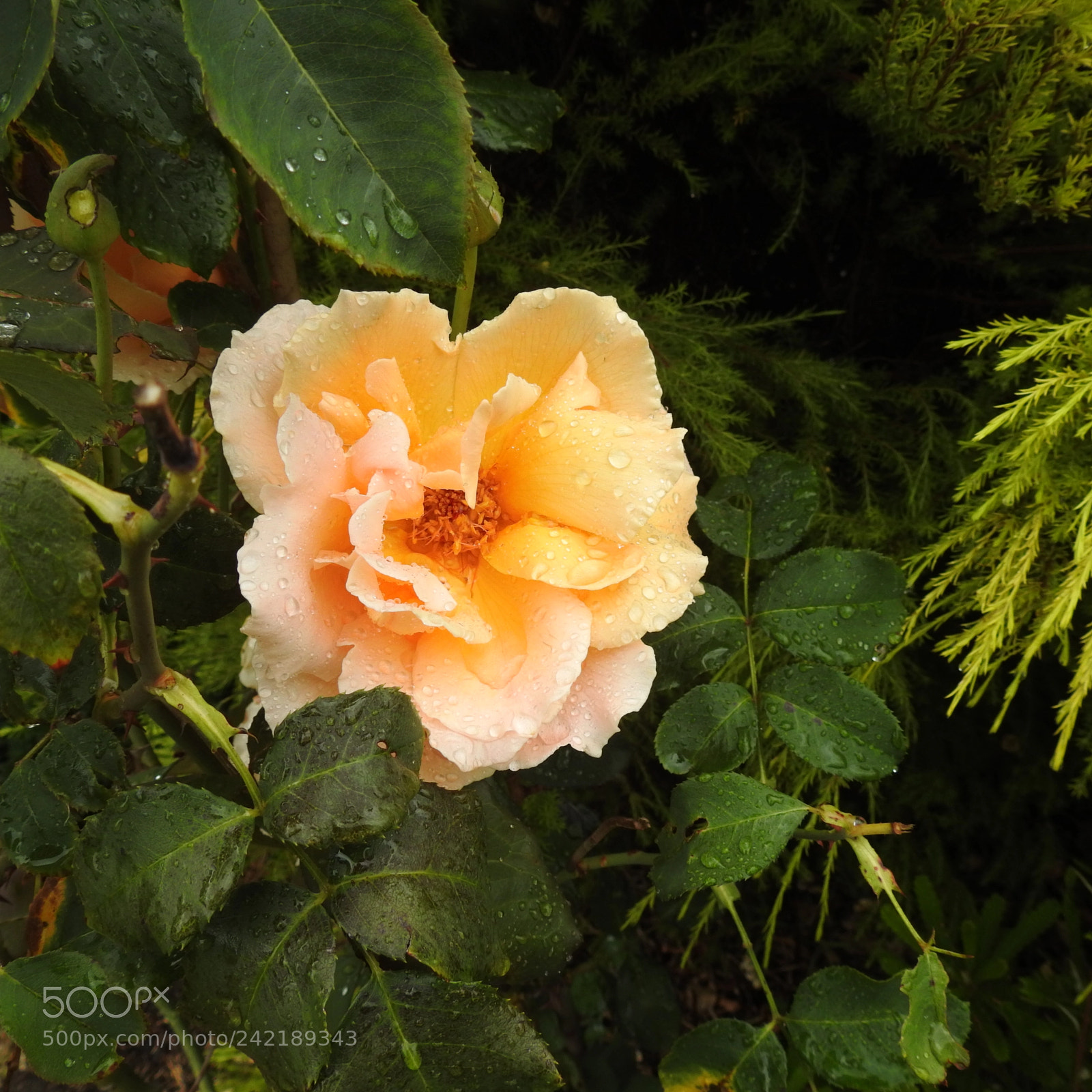 Nikon Coolpix P900 sample photo. Rose in the rain photography