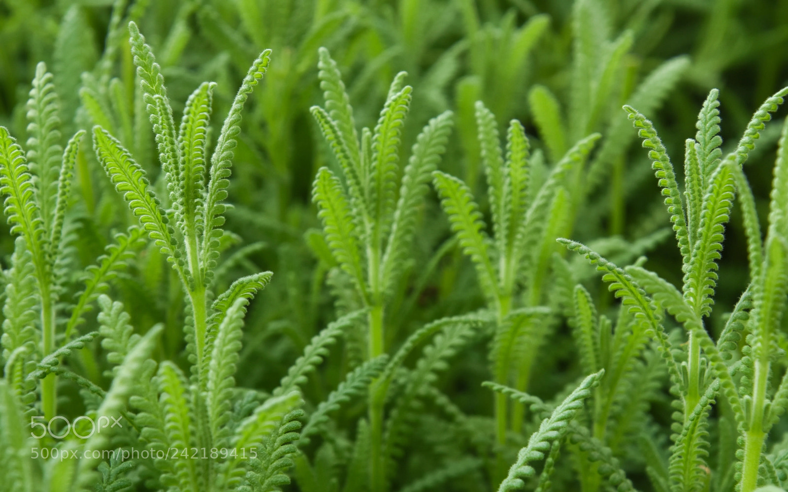 Nikon D7200 sample photo. Lavandula dentata var. dentata photography