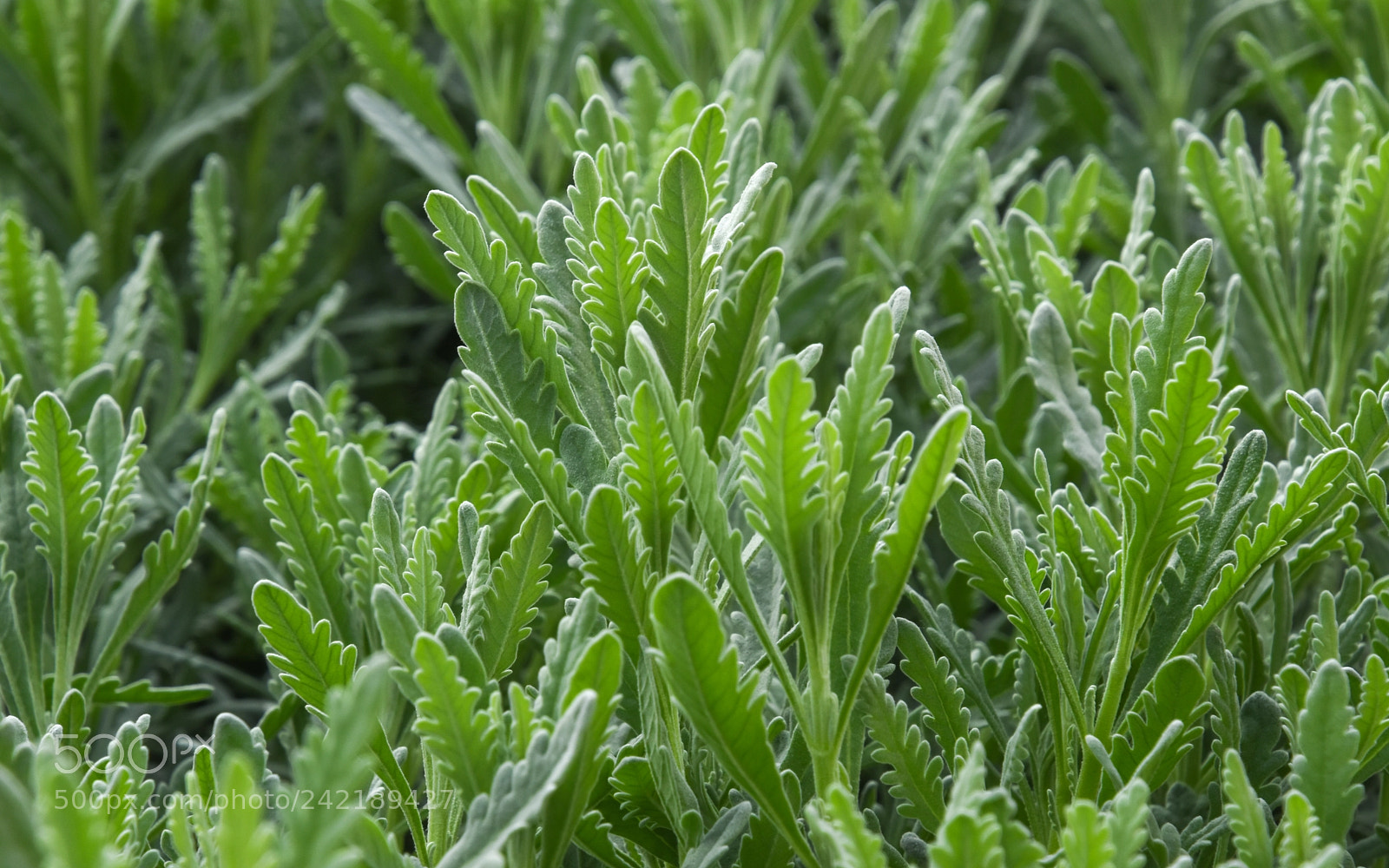 Nikon D7200 sample photo. Lavandula dentata var. candicans photography