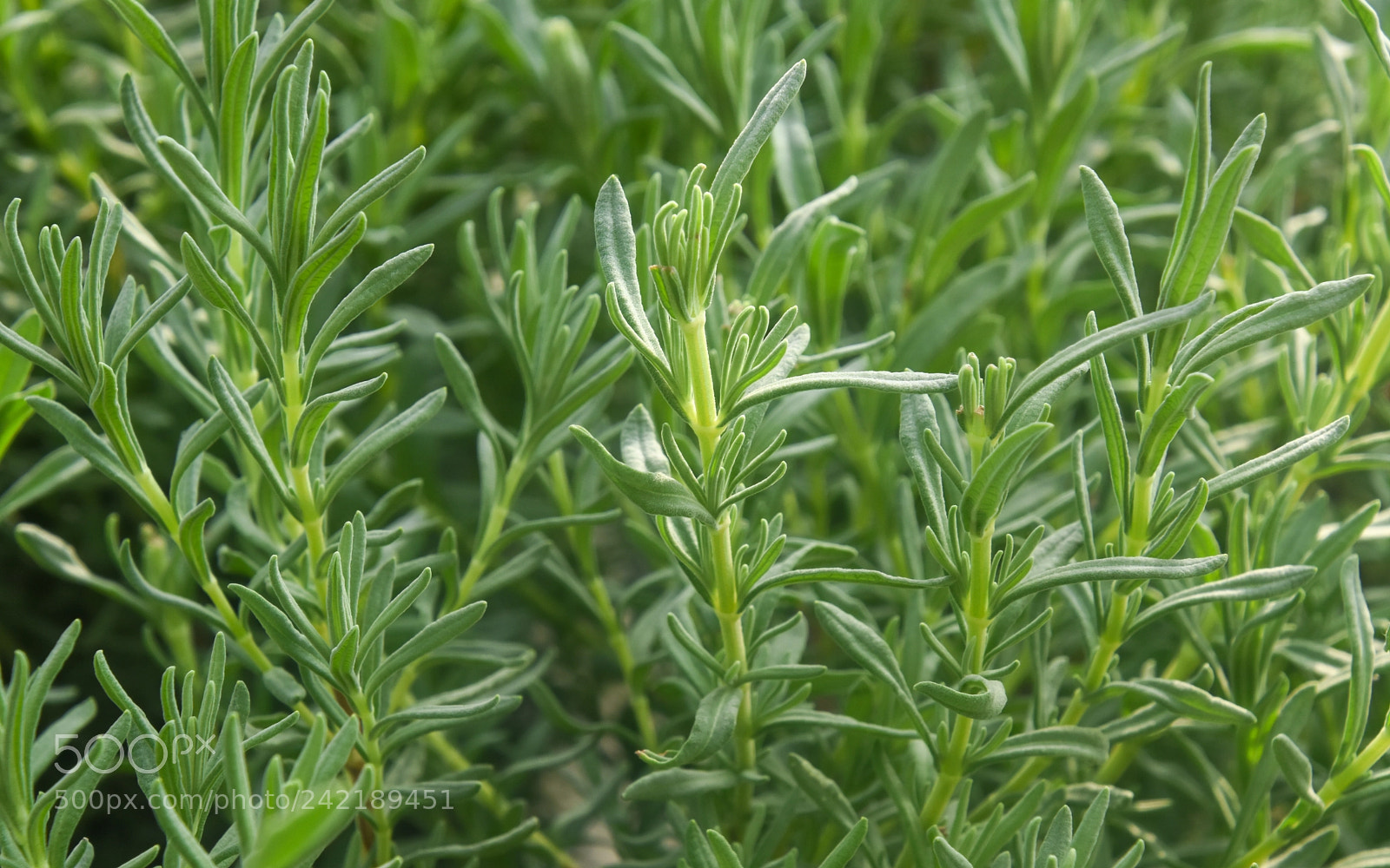 Nikon D7200 sample photo. Lavandula stoechas cv.purple wings photography