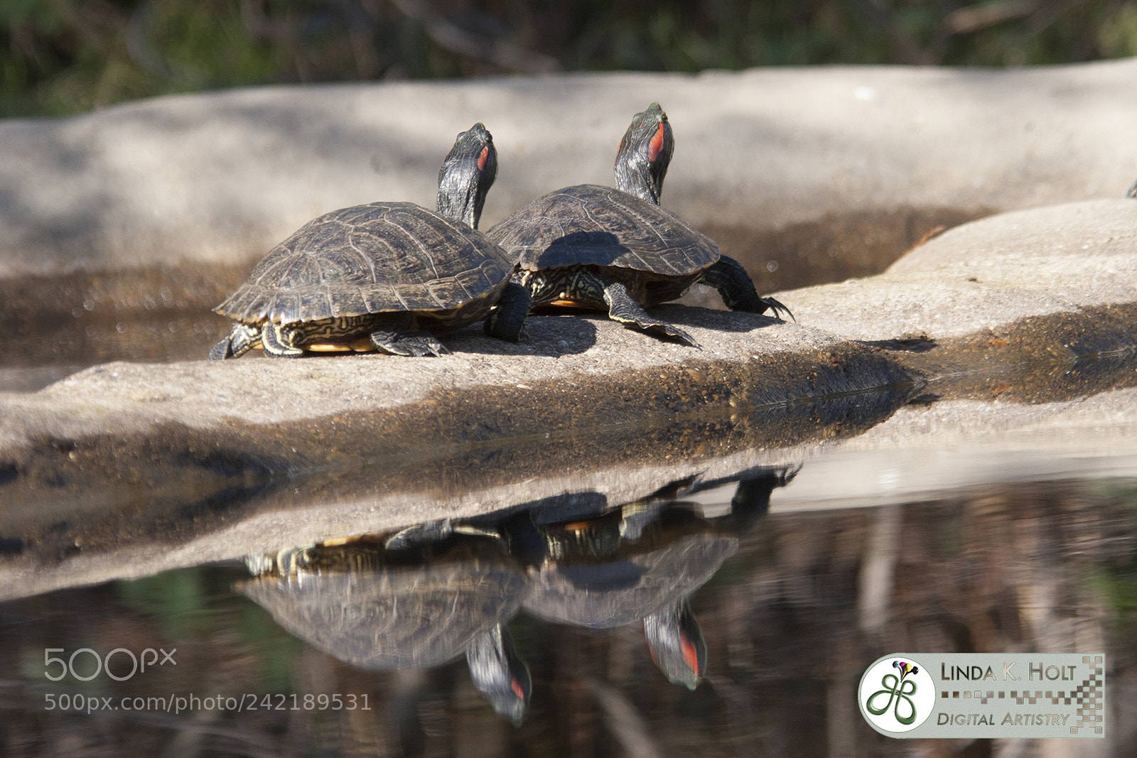 Canon EOS 20D sample photo. Red eared sliders photography