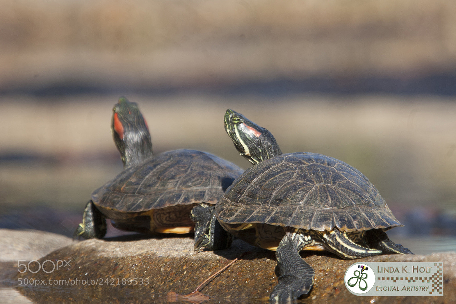Canon EOS 20D sample photo. Red eared slider watching photography