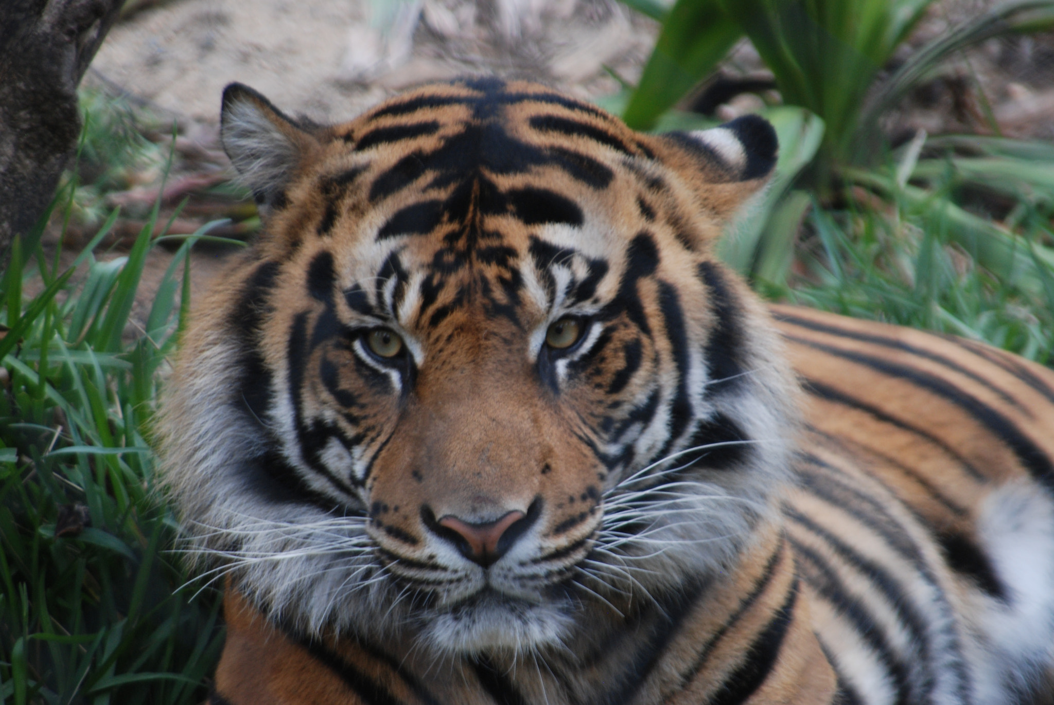 Nikon D80 sample photo. Tiger whiskers photography
