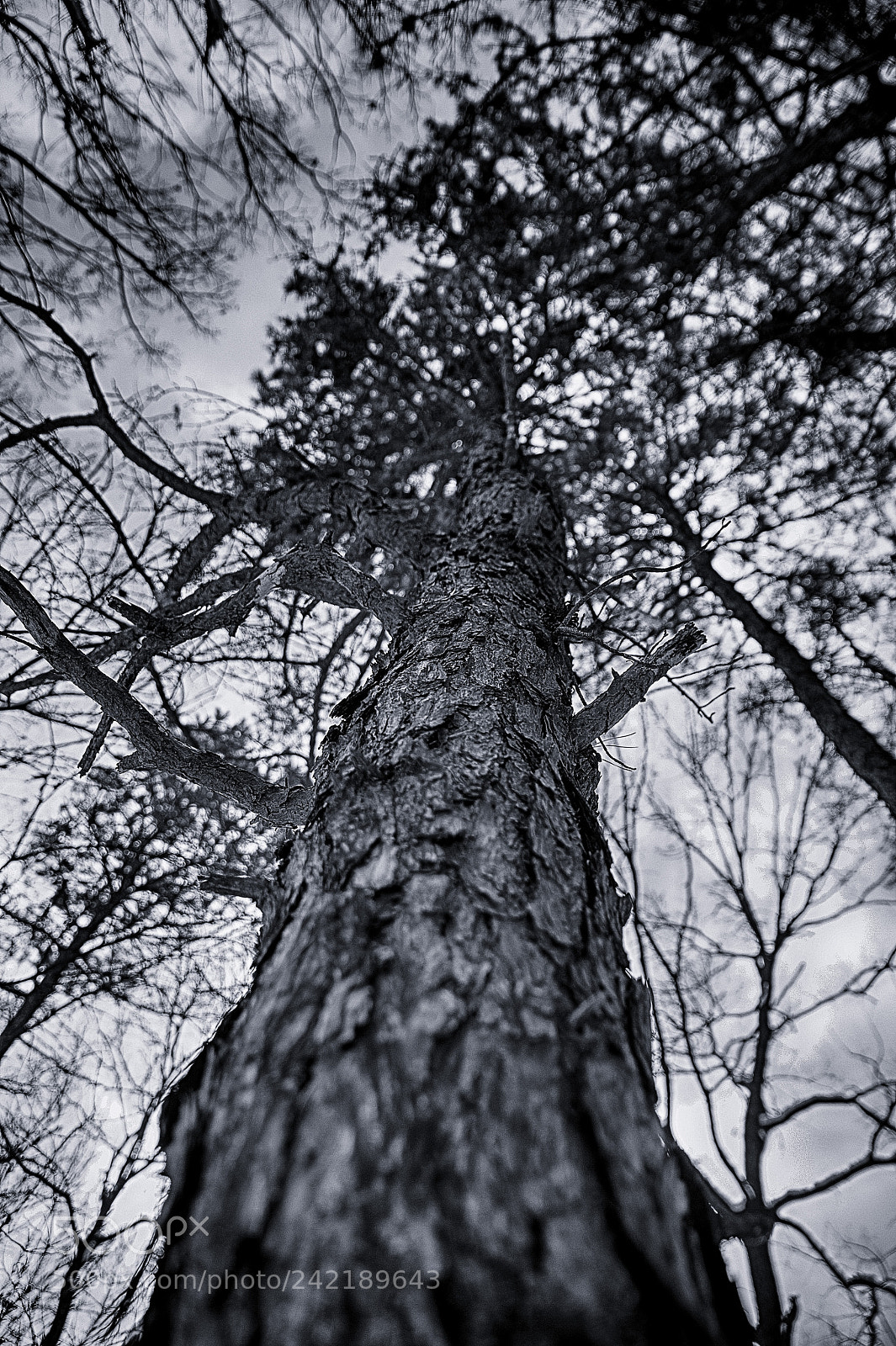 Nikon D4 sample photo. Bw photography