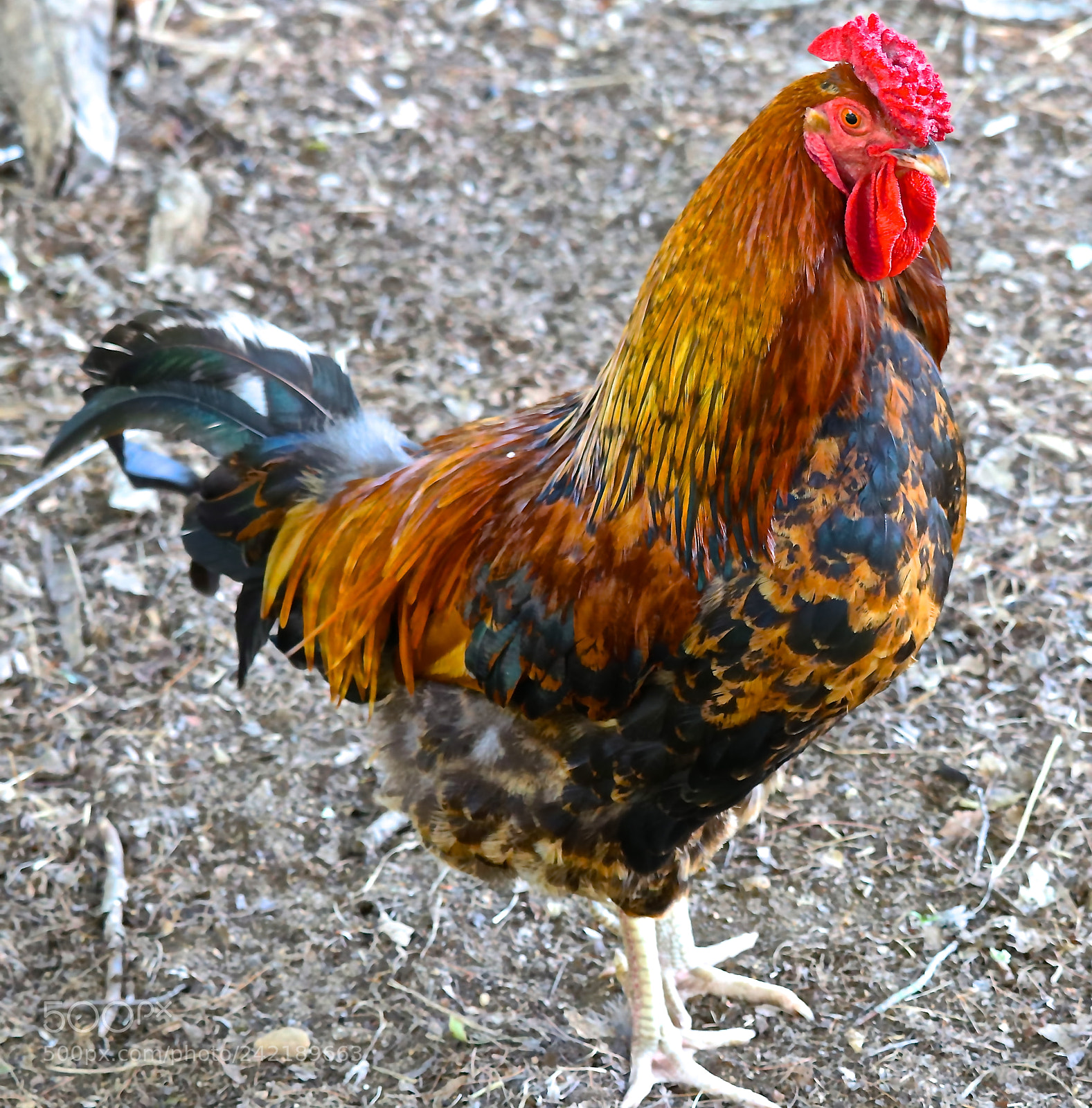 Canon EOS 750D (EOS Rebel T6i / EOS Kiss X8i) sample photo. A rooster photography