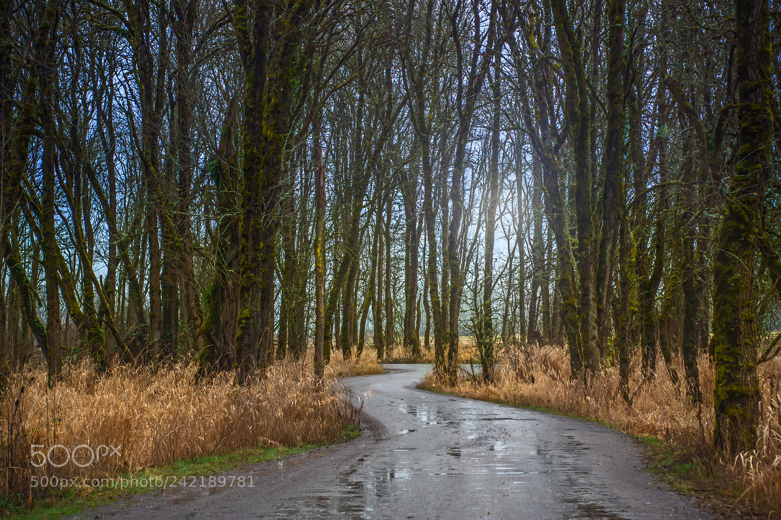 Sony SLT-A77 sample photo. Refuge in the rain photography